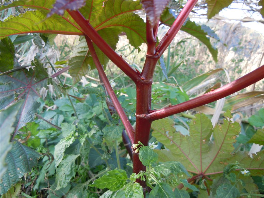 Pianta rossa - Ricinus communis
